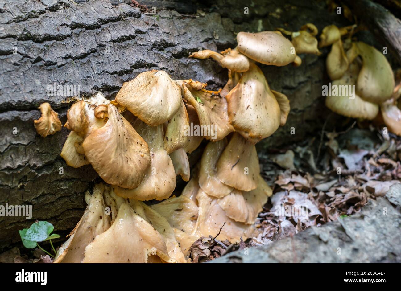 Fungus on tree in the forest Stock Photo - Alamy