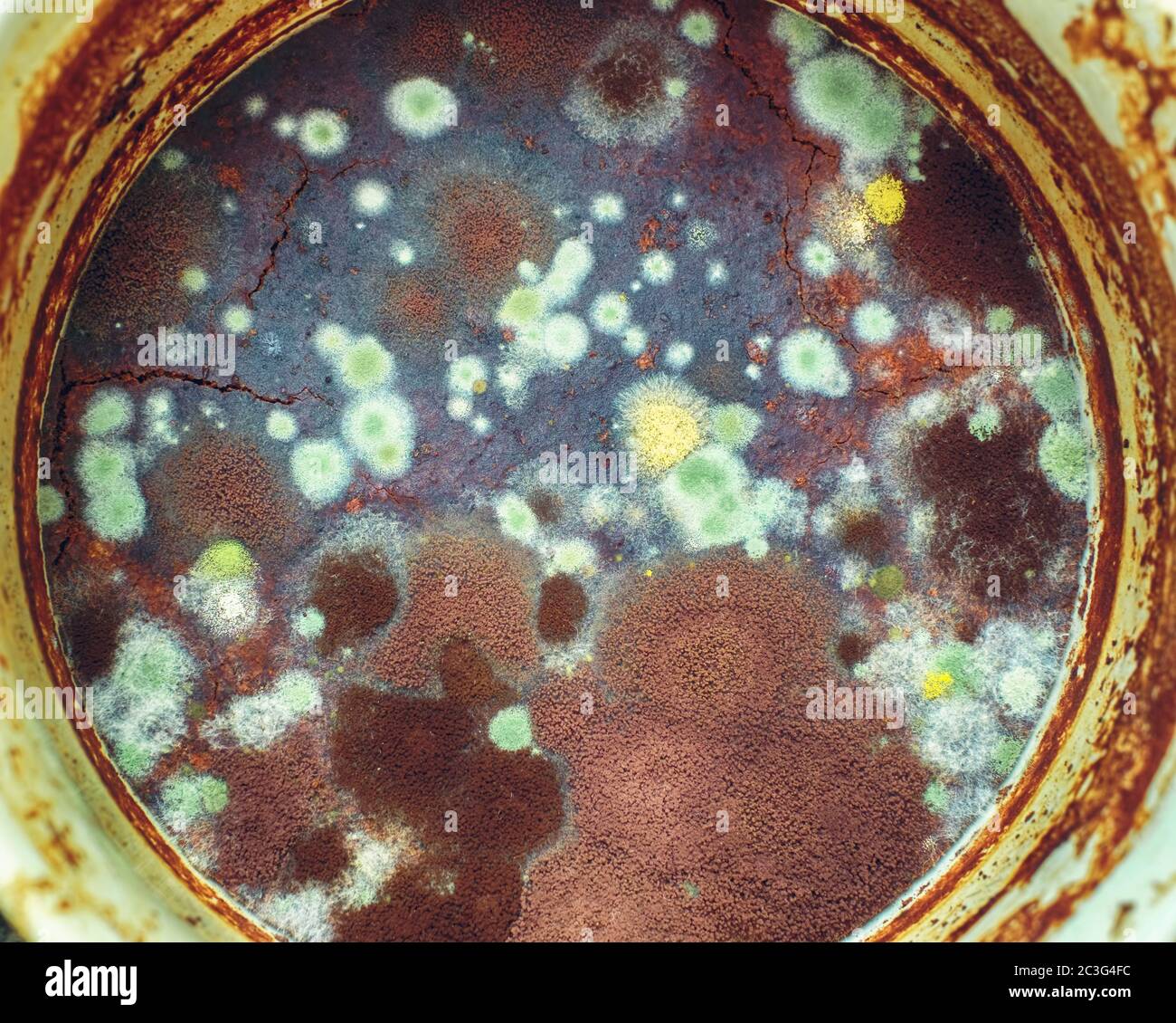 Mold in the unwashed cup of coffee Stock Photo Alamy