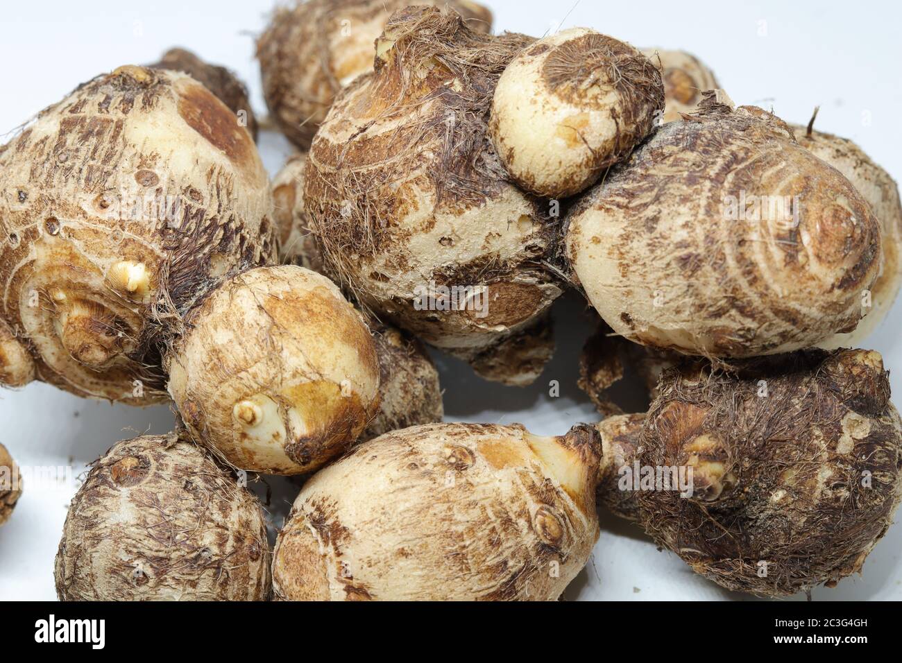 Taro or Colocasia esculenta on isolated white background Stock Photo ...