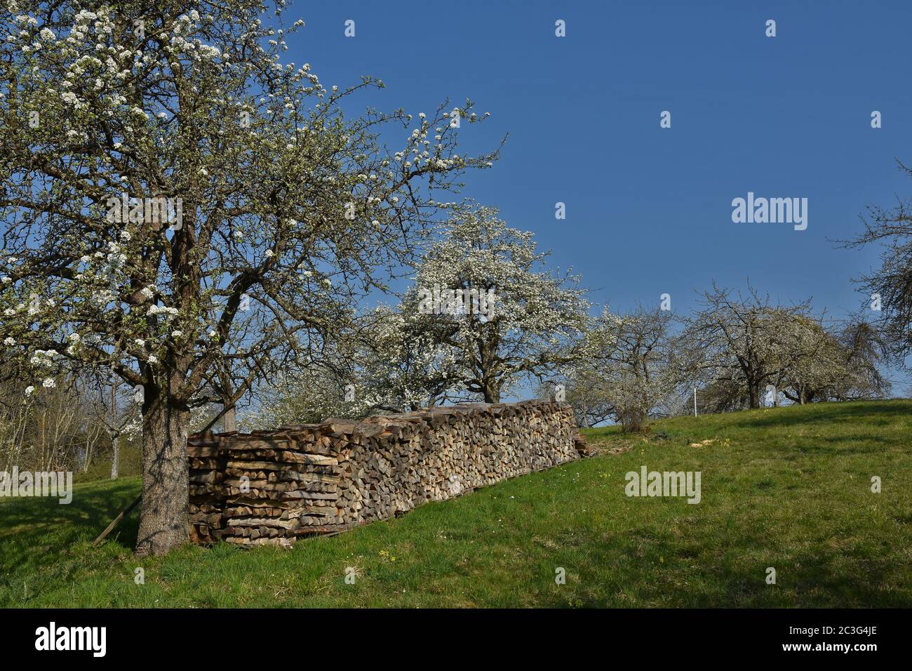 Meadow trees hi-res stock photography and images - Alamy