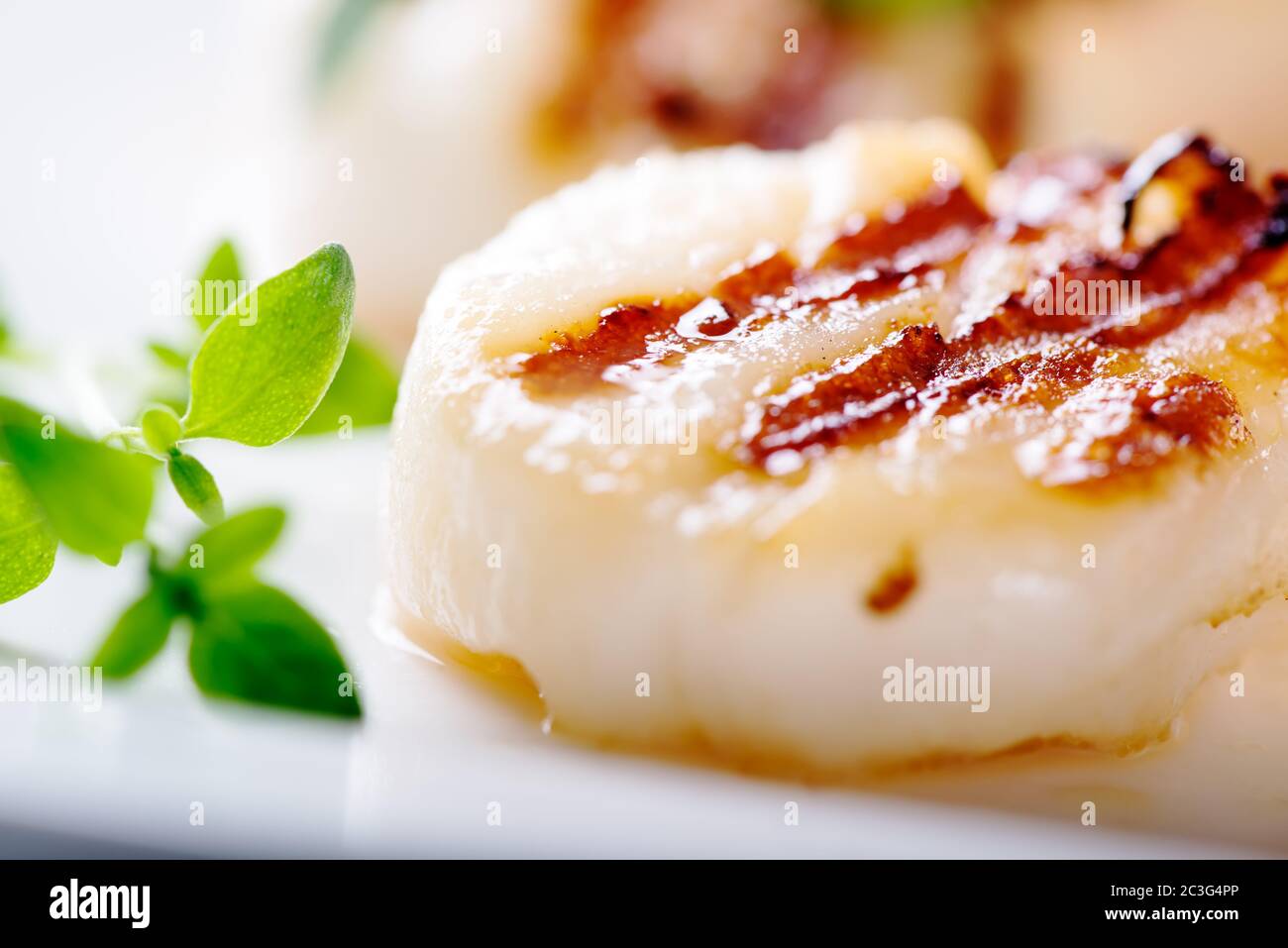 Grilled scallops with thyme leafs Stock Photo