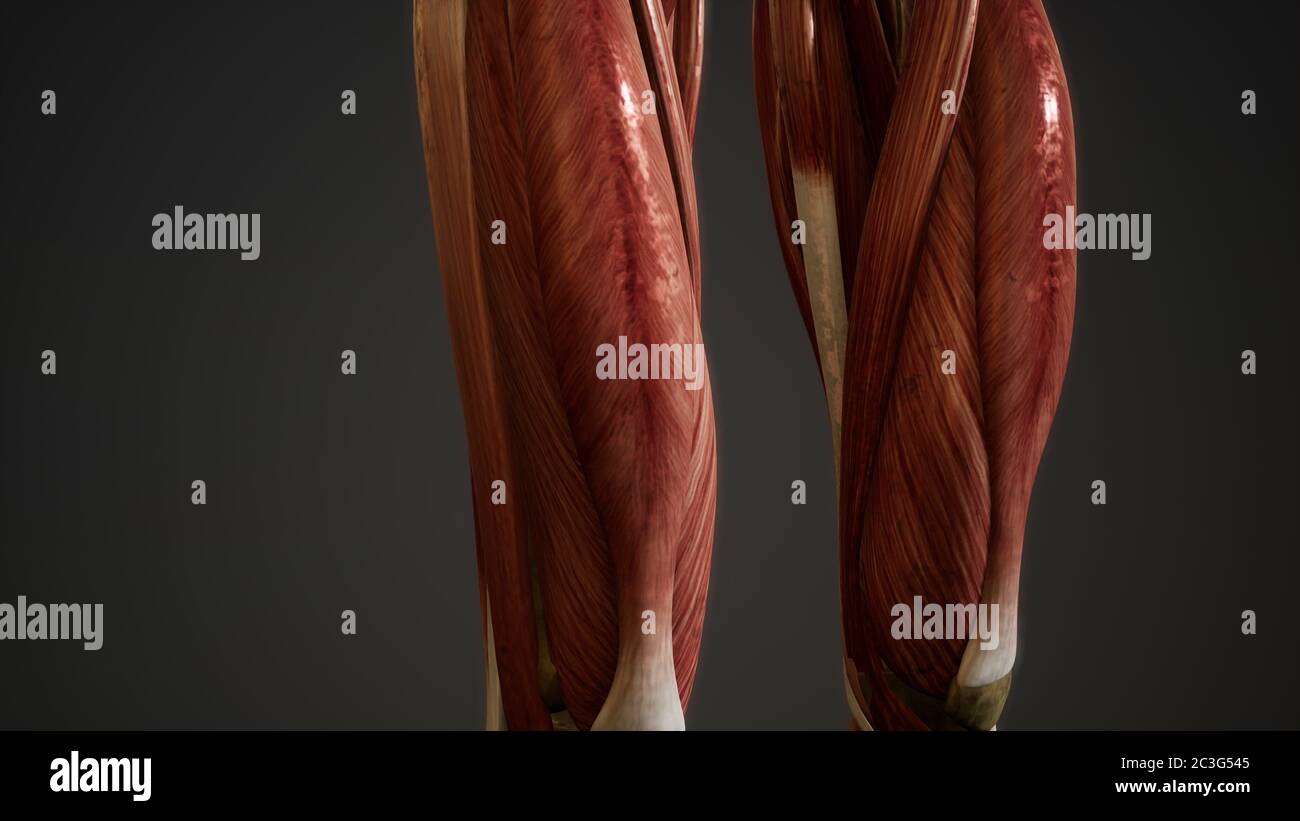 Muscular System of human body animation Stock Photo - Alamy
