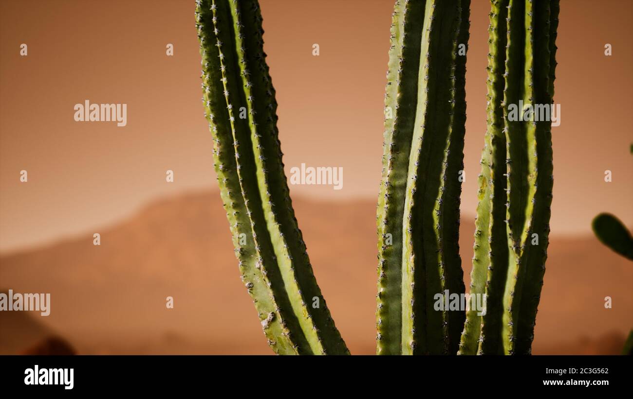 Arizona desert sunset with giant saguaro cactus Stock Photo - Alamy
