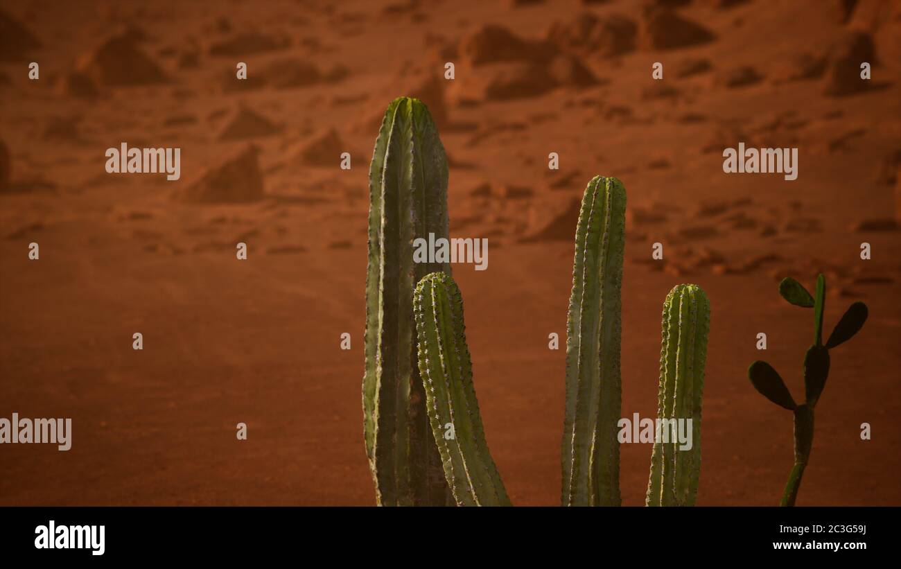 Arizona desert sunset with giant saguaro cactus Stock Photo - Alamy