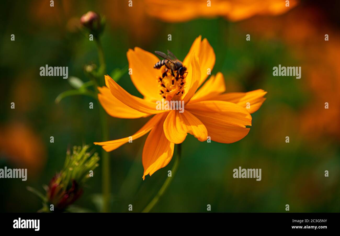 Bees in cosmos flower. Bees having honey from cosmos flower. Selective focus. Shallow depth of field. Background blur. Stock Photo