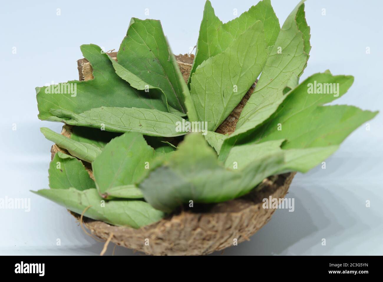 Rozelle leaves isolated on white background Stock Photo