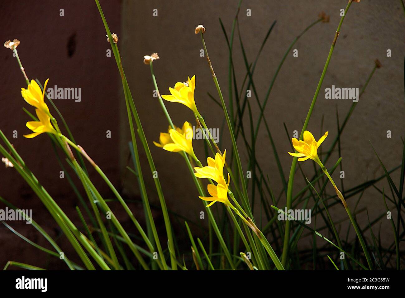 Group of golden-eyed-grass (Sisyrinchium californicum) flowers in home garden Stock Photo