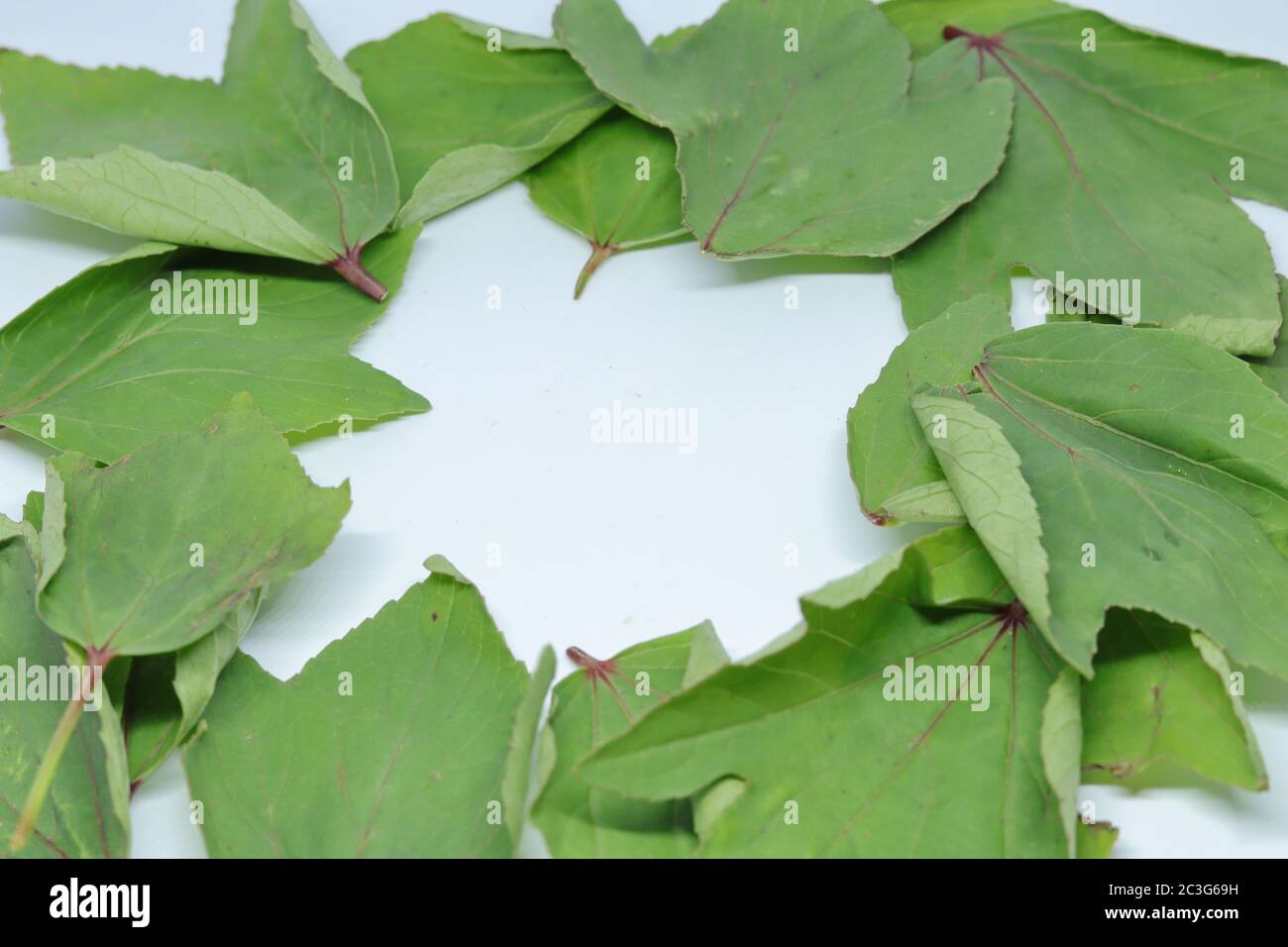 Rozelle leaves isolated on white background Stock Photo