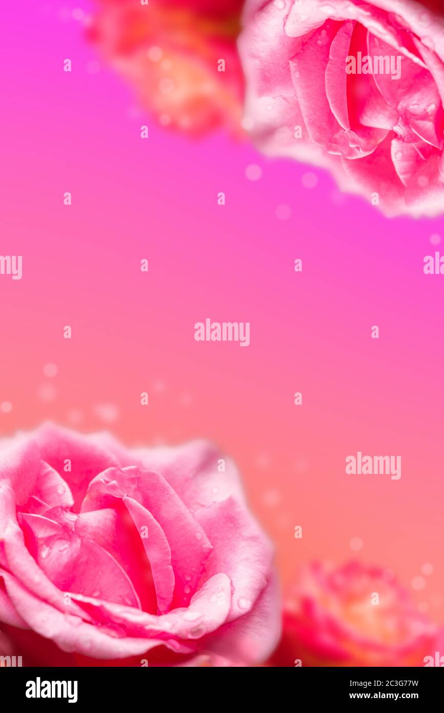 Pink roses colorful background, beautiful flowers wallpaper Stock ...