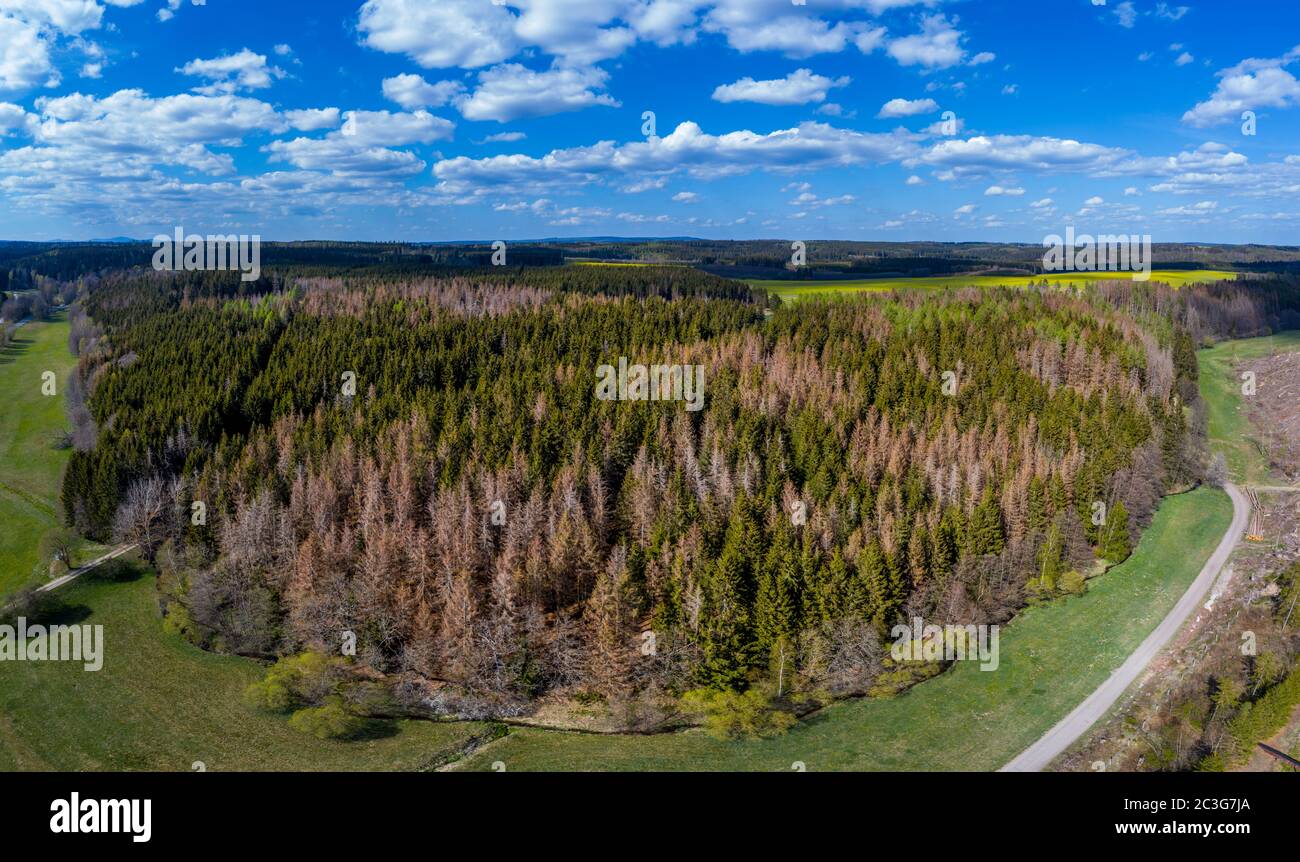 Climate change Forest dieback in the Harz Mountains Deutschlandano Stock Photo