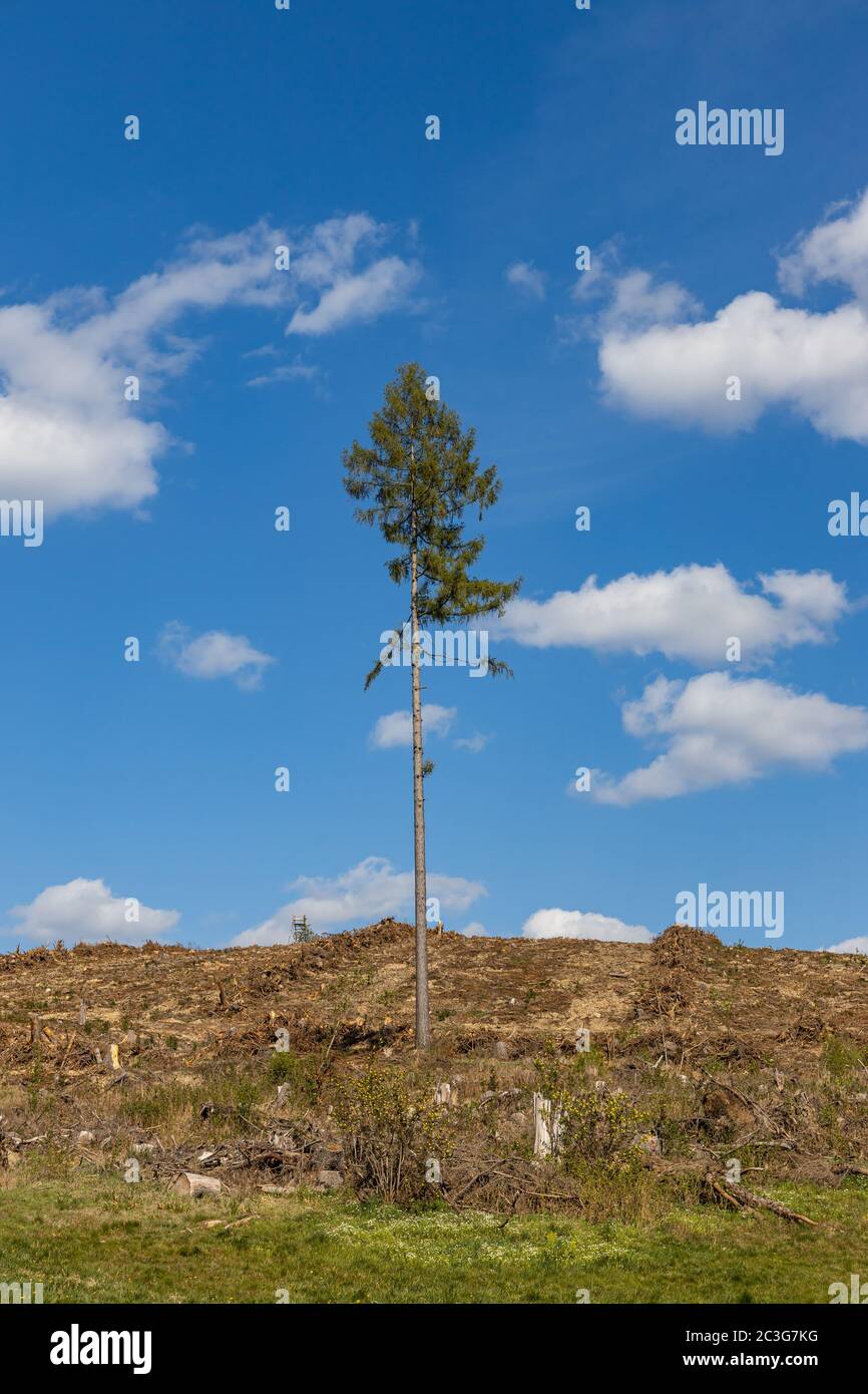 Forest dieback in the Harz Mountains Forestry Stock Photo