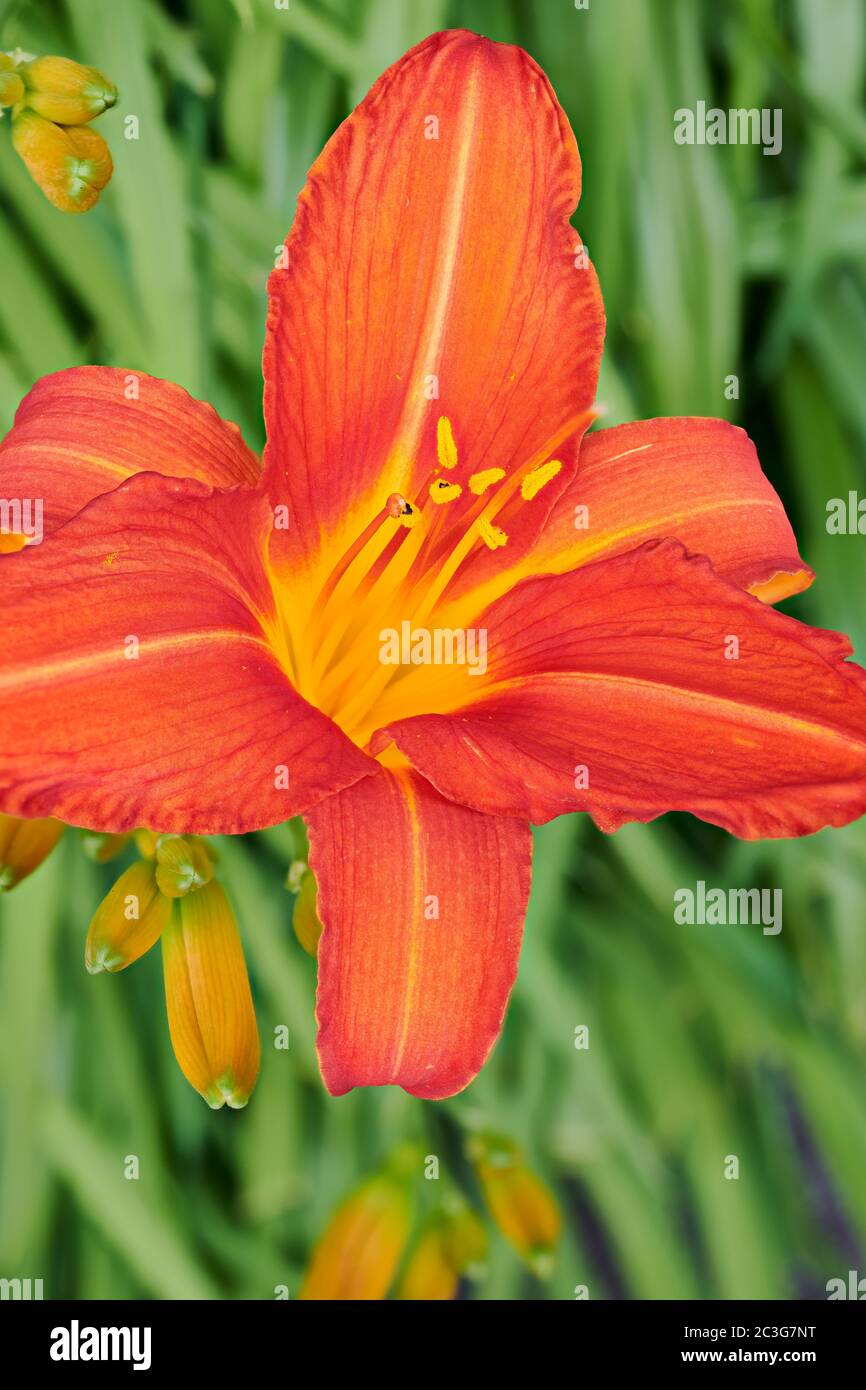 Orange daylily (hemerocallis stafford) flower. Stock Photo
