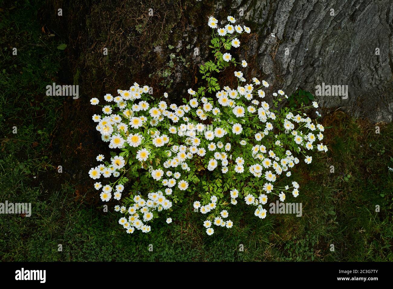 Small yellow and white flowers of a Feverfew (tanacetum parthenium) plant next to an oak tree. Stock Photo