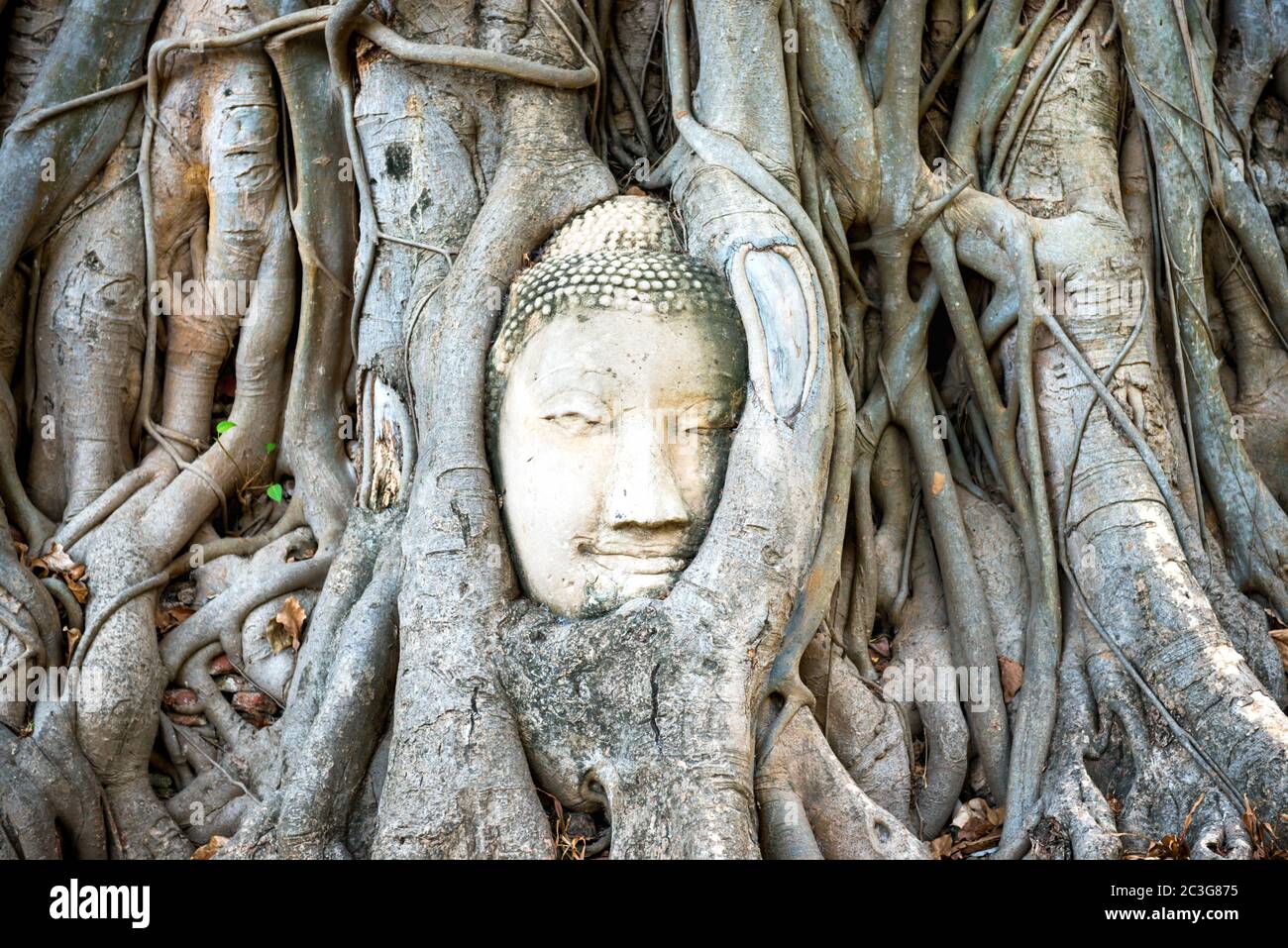 Buddha head in tree roots in ruins of Wat Mahathat temple. Ayutthaya
