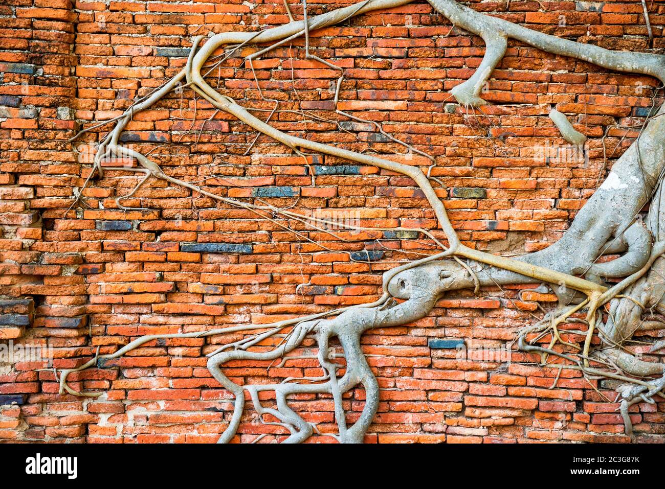 Brick wall and tree roots growing through it as background Stock Photo Alamy
