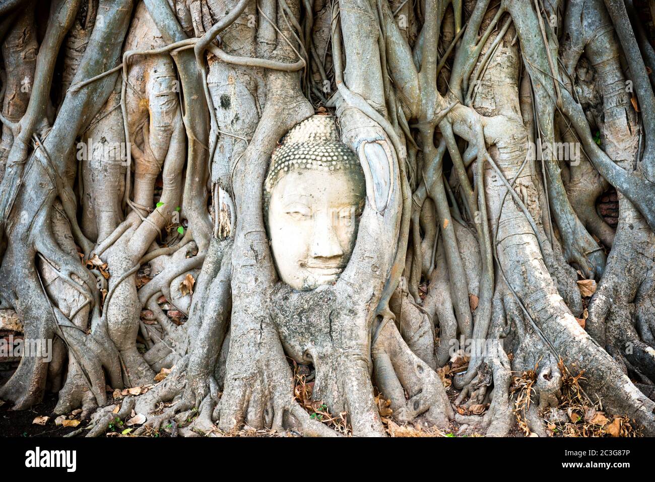 Buddha head in tree roots in ruins of Wat Mahathat temple. Ayutthaya, Thailand Stock Photo