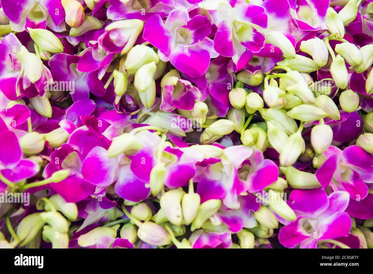 Closeup view of orchids can be used as flower background Stock Photo