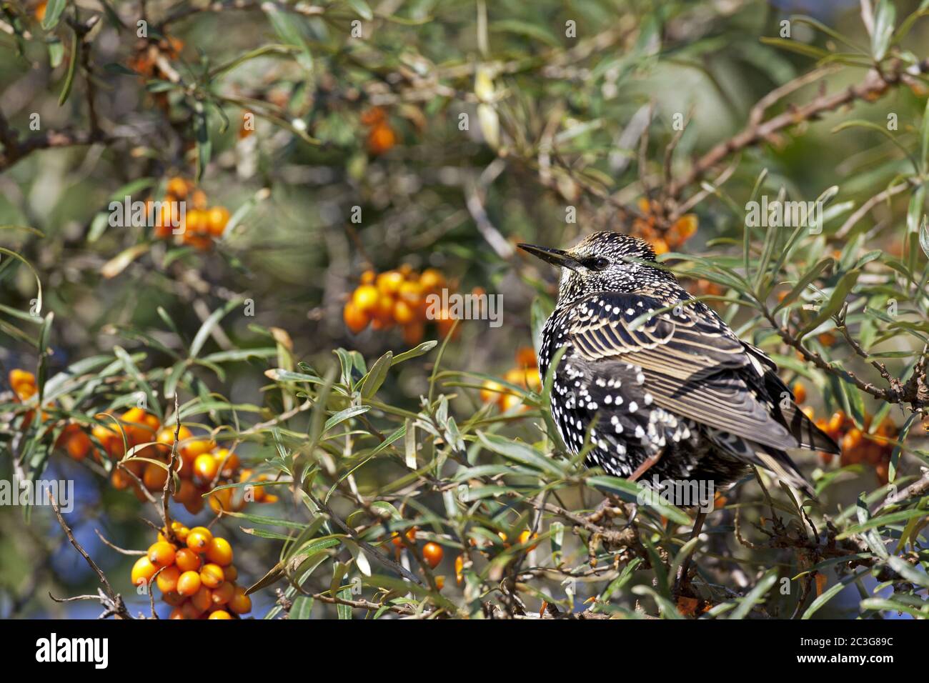 Starling adult bird in winter plumage Stock Photo