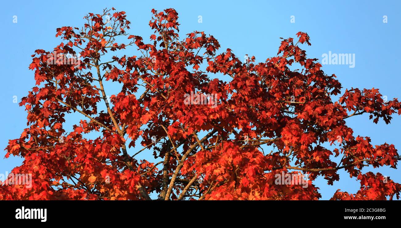 Autumn colors as background against blue sky Stock Photo