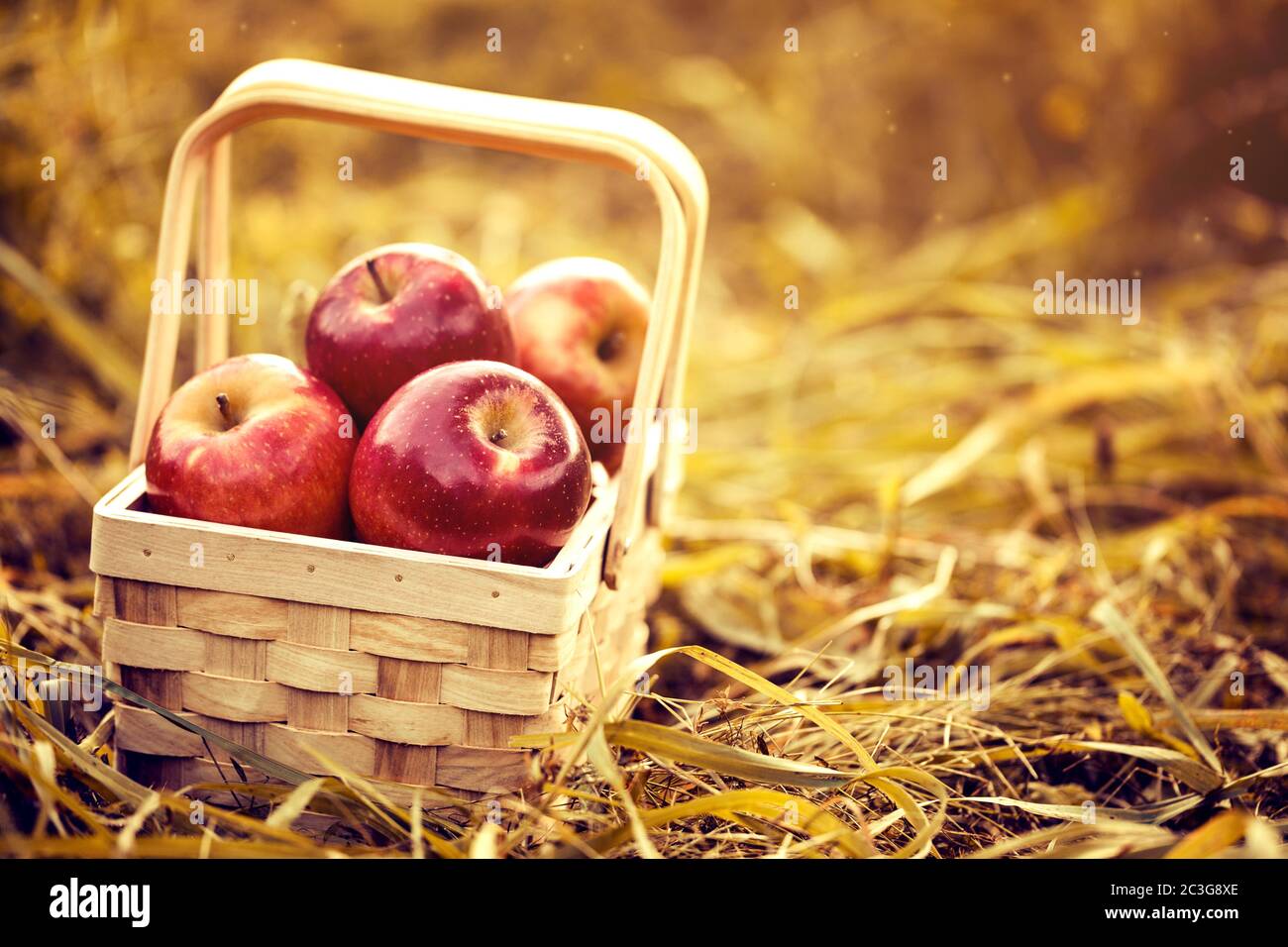Fresh Tasty Red Apples in Wooden Basket on Red Autumn Background Stock Photo