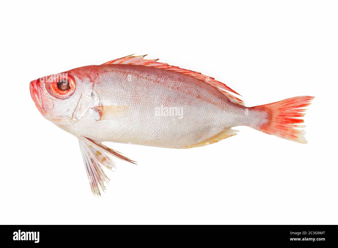 Red bigeye fish Stock Photo