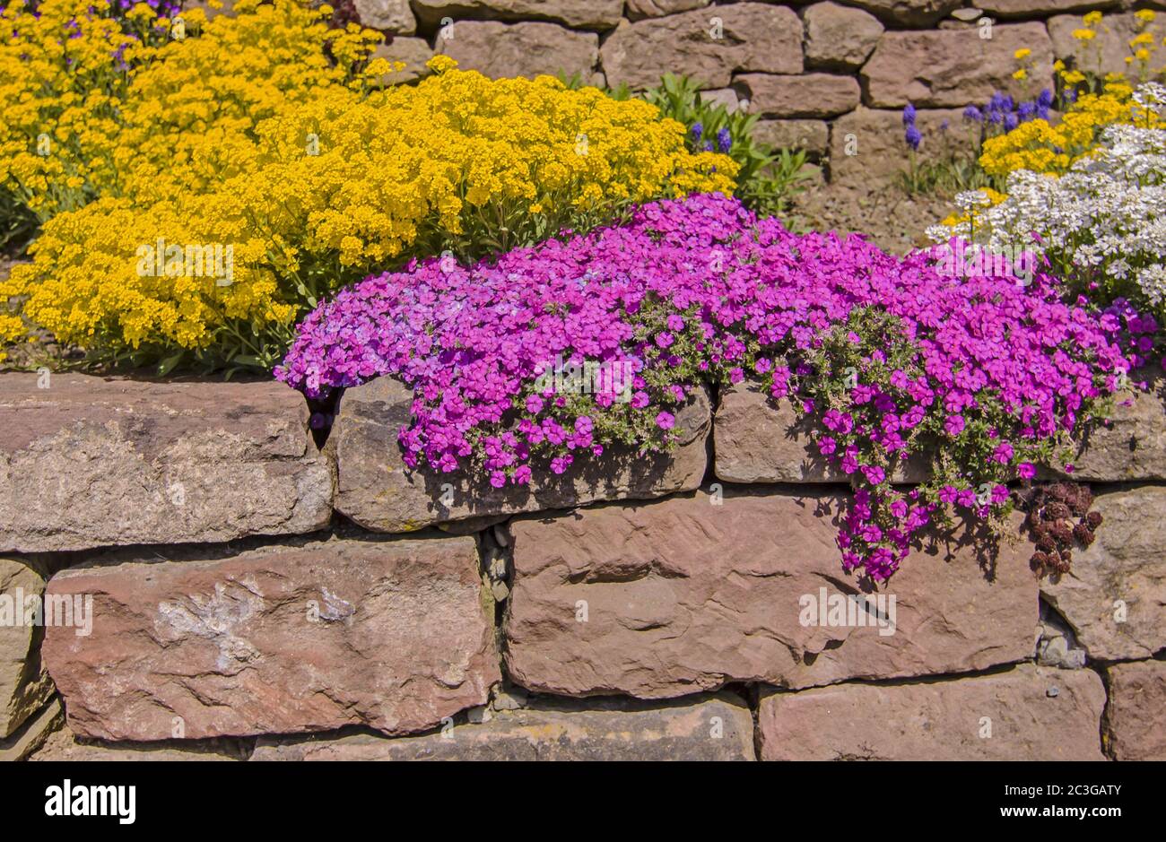 Stone garden, flower upholster, carpet flowers Stock Photo