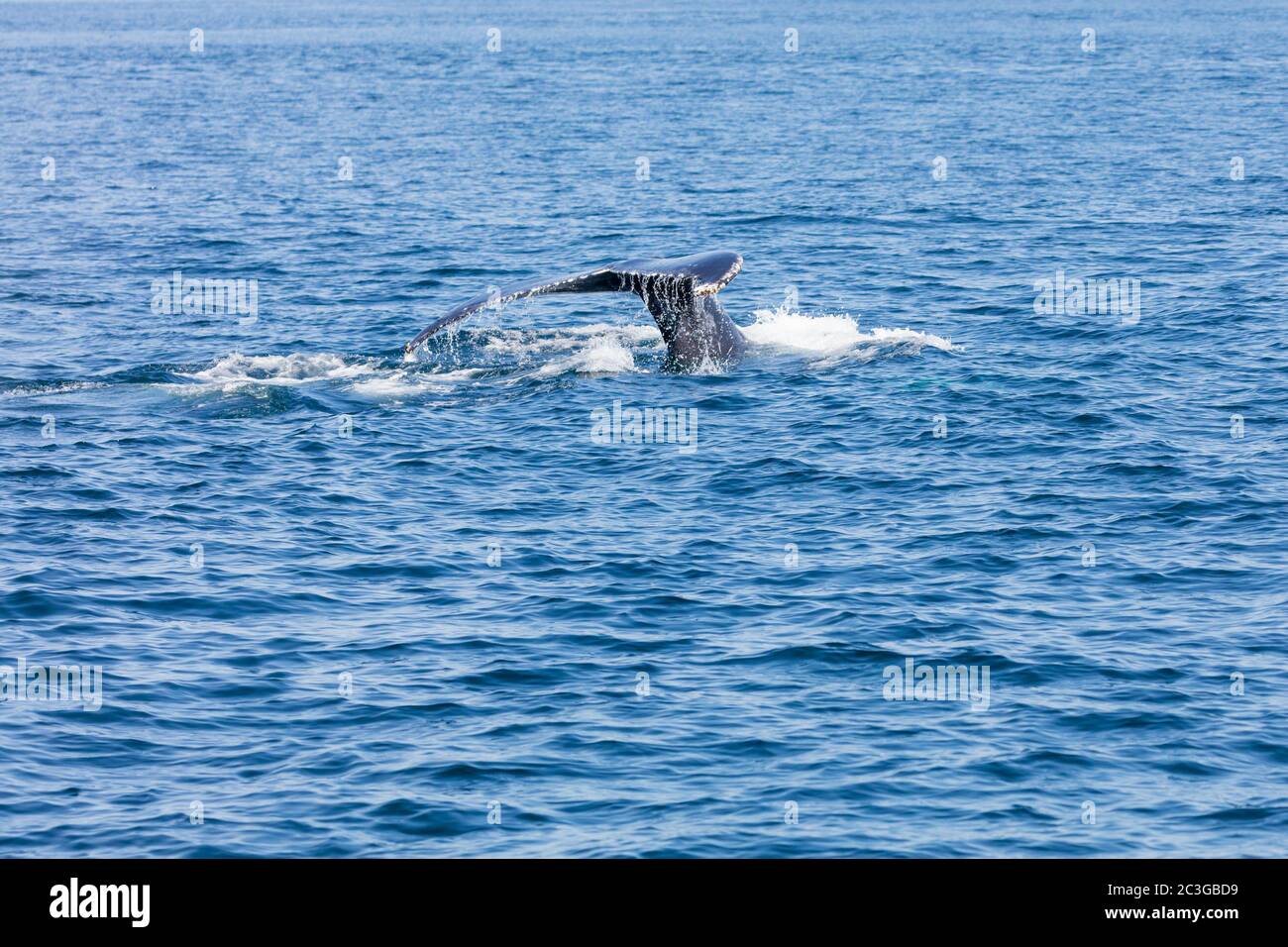 Whale in Cape Cod, Massachussetts, United States Stock Photo