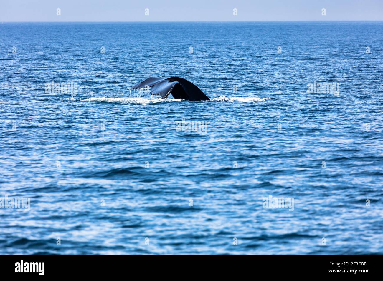 Whale in Cape Cod, Massachussetts, United States Stock Photo