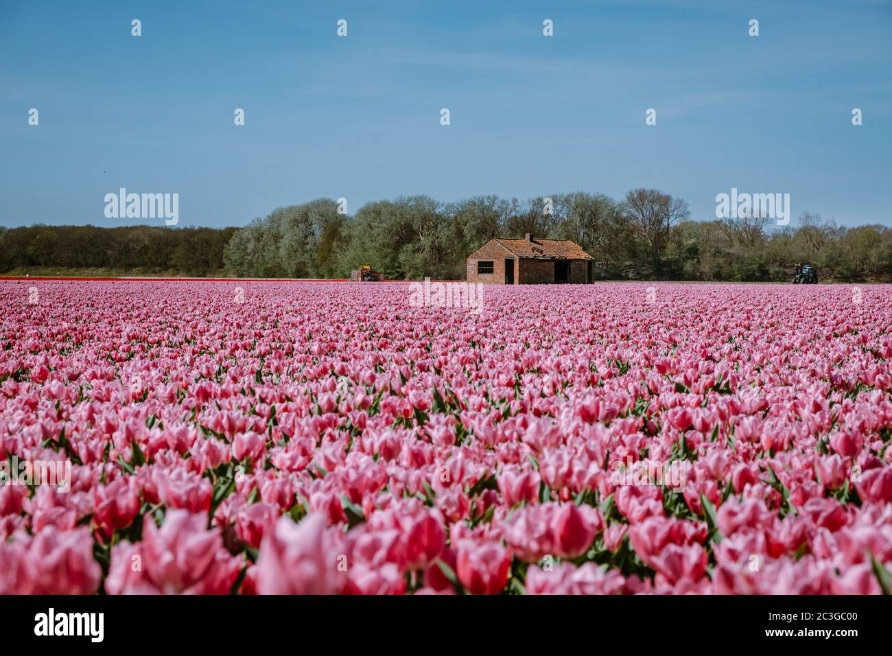 Tulips fields in the Netherlands near Lisse, Bulb region Holland in full  bloom during Spring, colorful tulip fields Stock Photo - Alamy