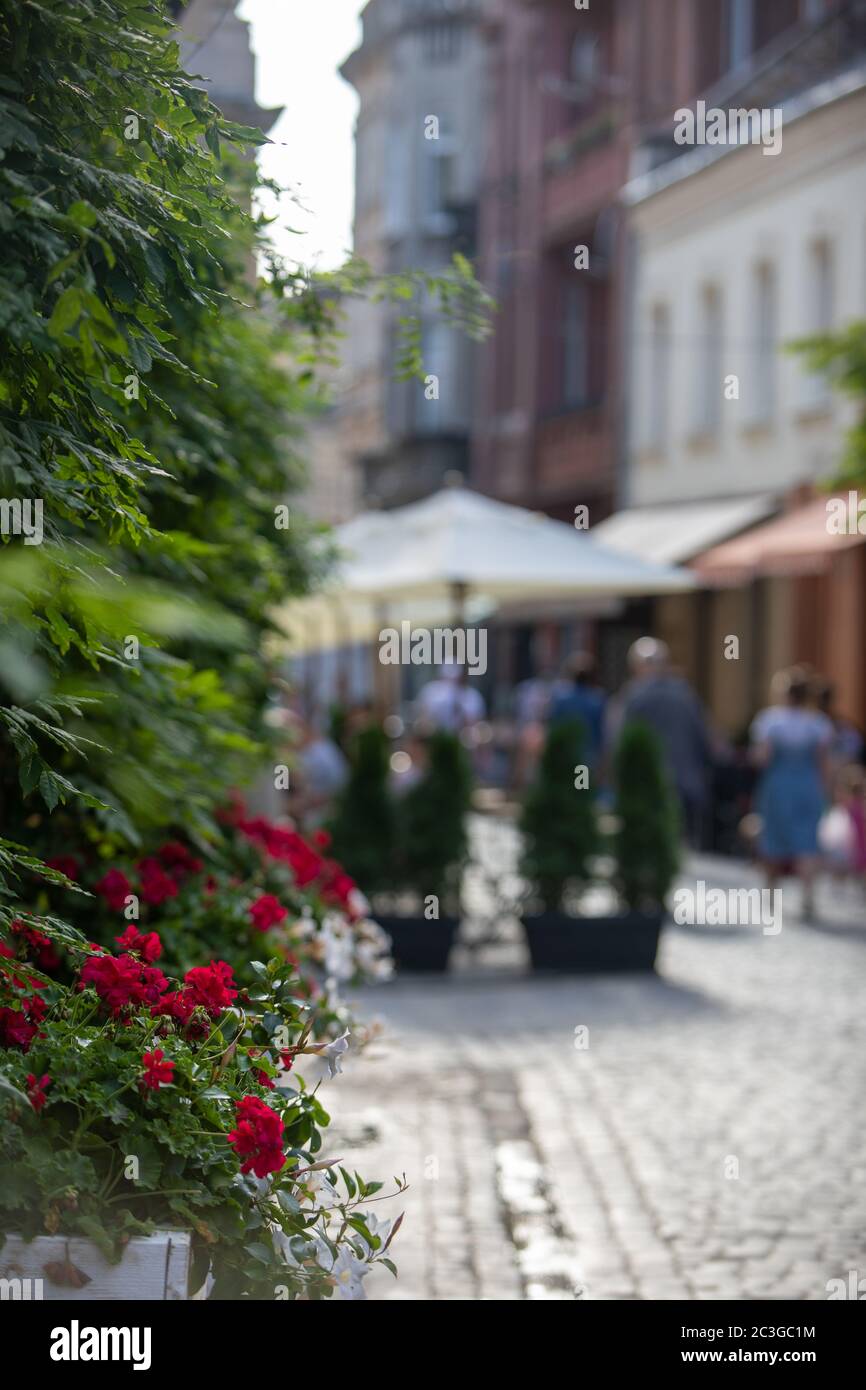 blooming pink flowers street decoration Stock Photo Alamy