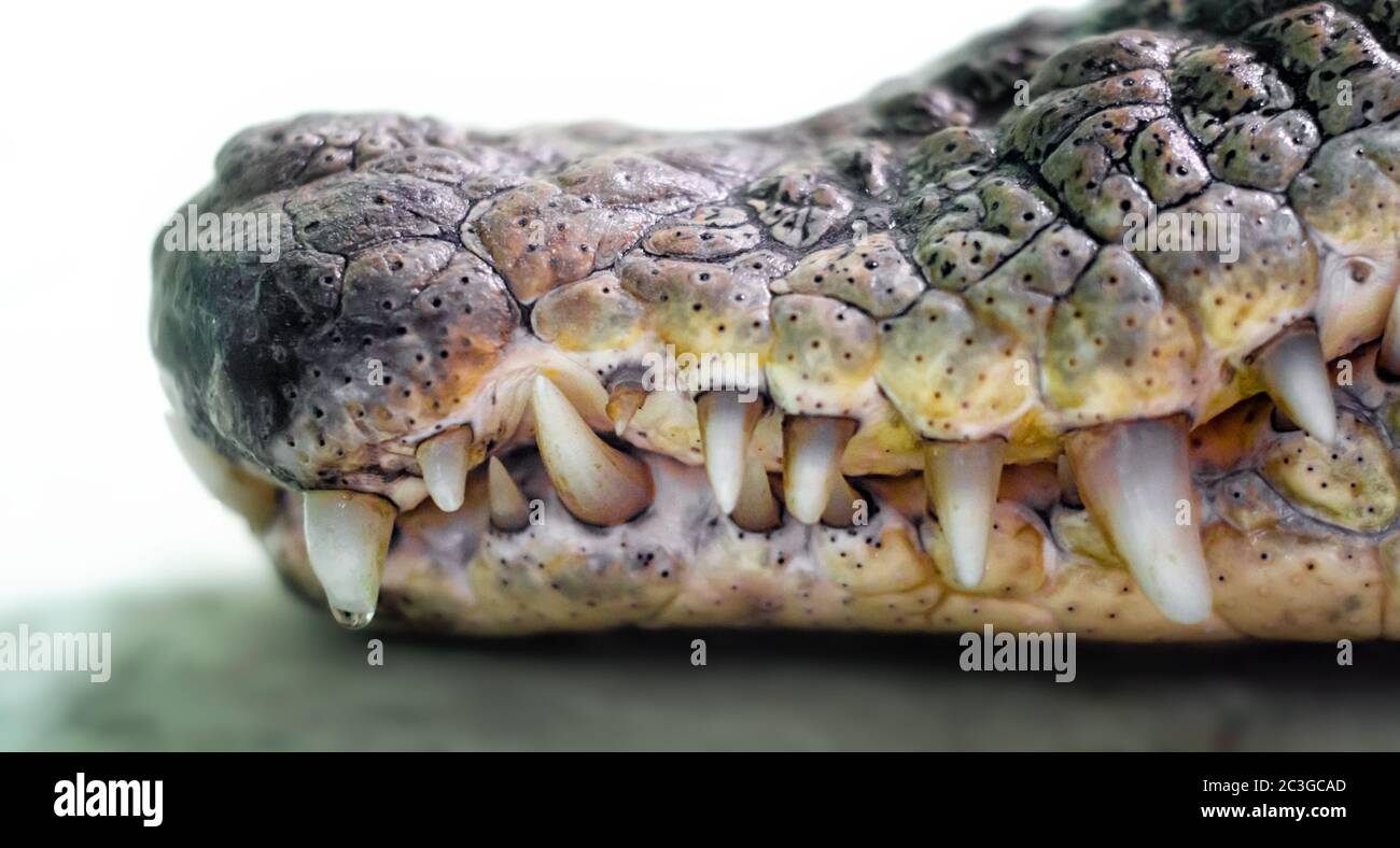 mouth of a crocodile with sharp fangs close up Stock Photo