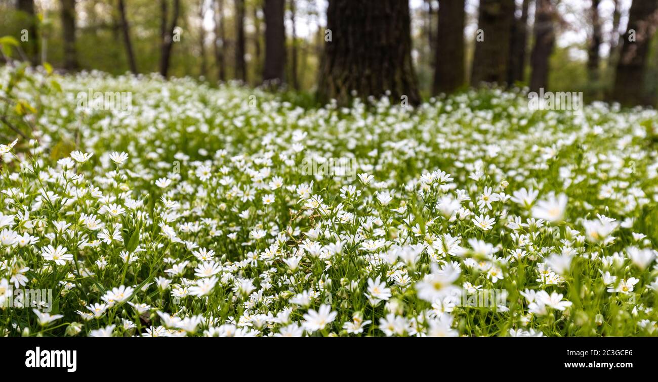 carpet of flowers in the forest, blooming forest Stock Photo