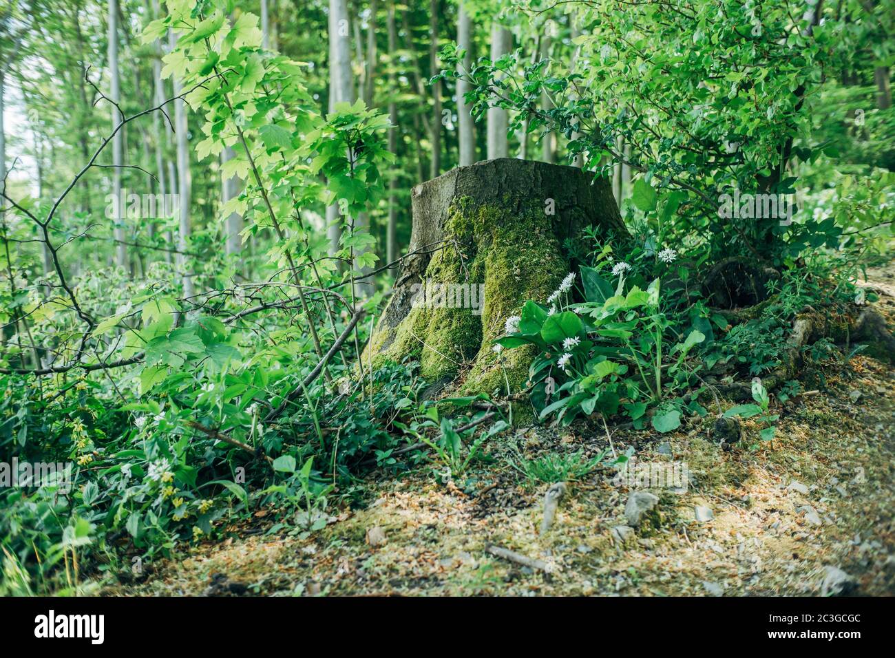 Old tree stump overgrown with fresh green moss in the woods. Forest,ecology and timber concept. Stock Photo