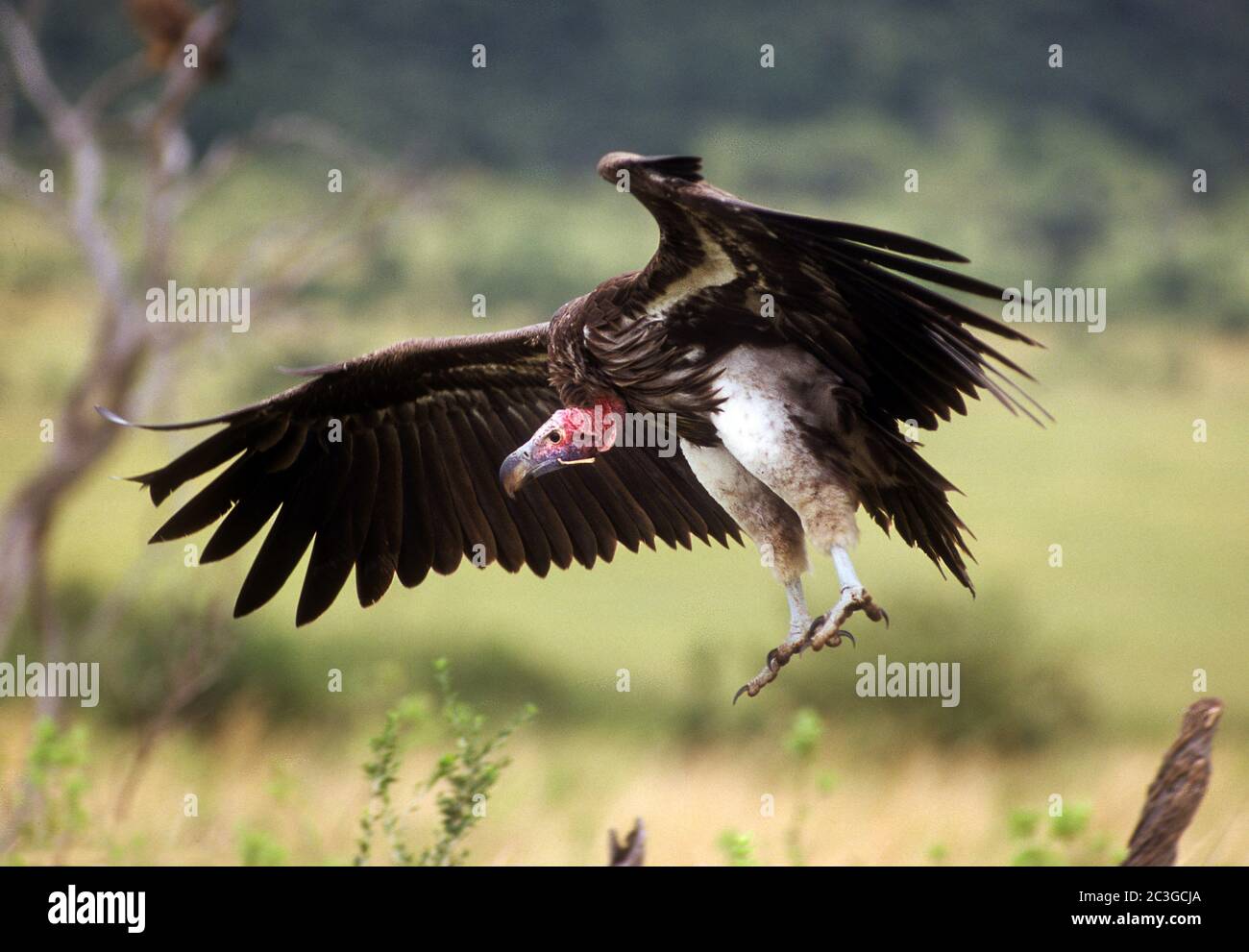 Lappet-Faced Vulture or Nubian vulture (Torgos tracheliotos) Stock Photo