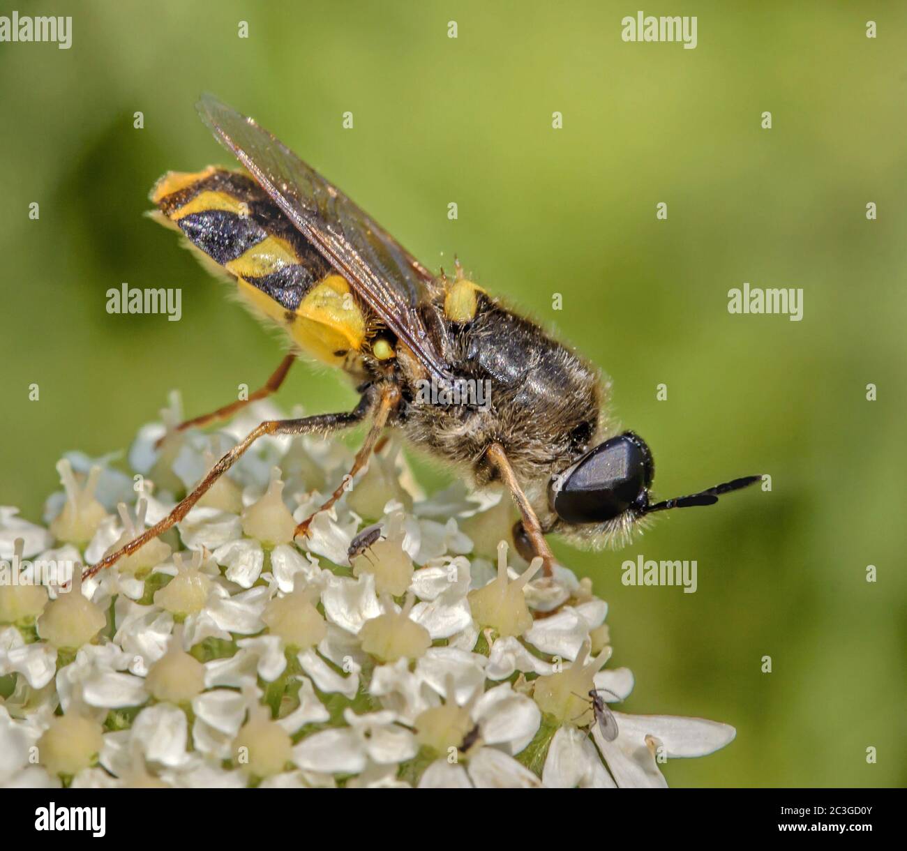 Clubbed general soldierfly  'Stratiomys chamaeleon' Stock Photo