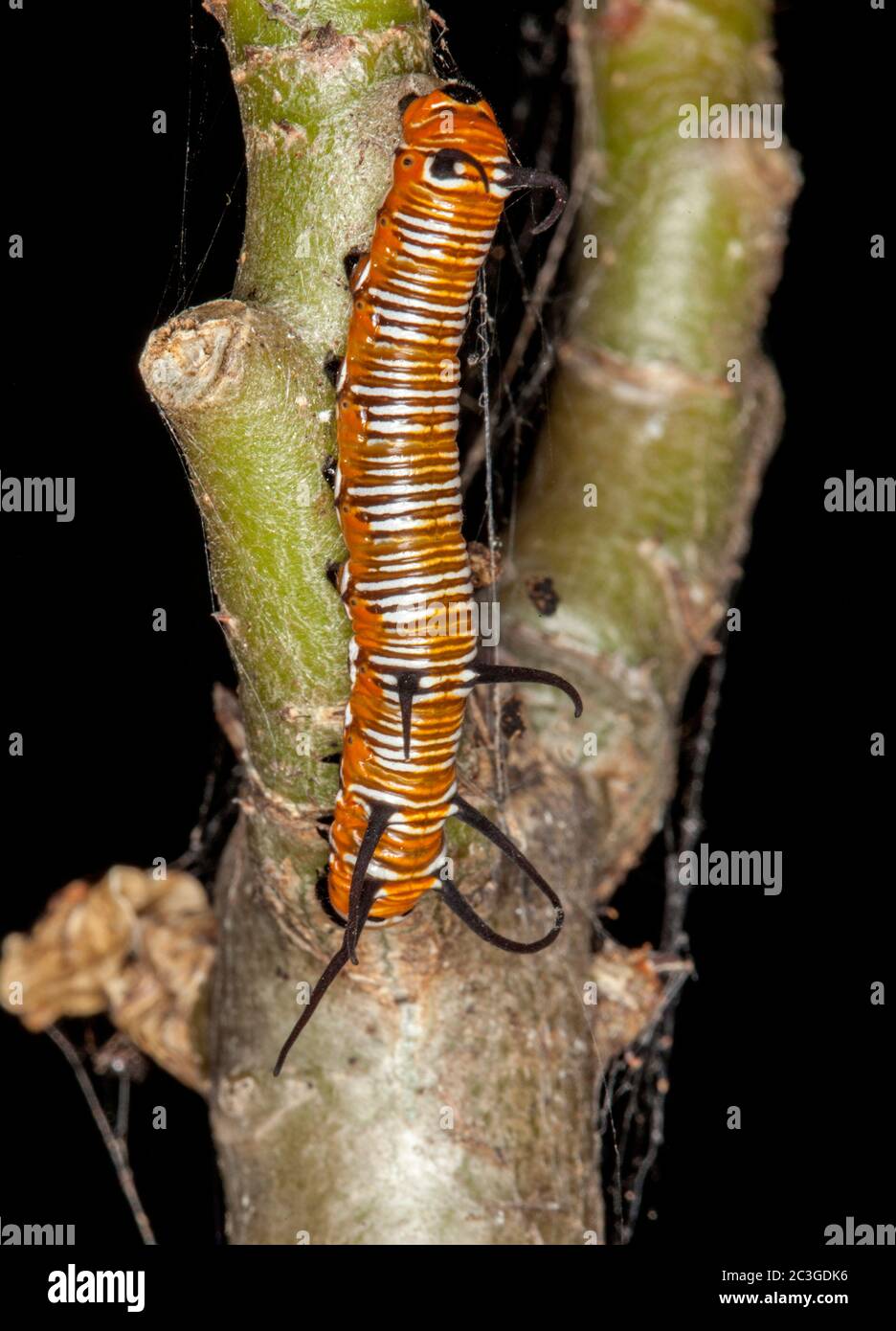 Australian Caterpillars High Resolution Stock Photography And Images Alamy