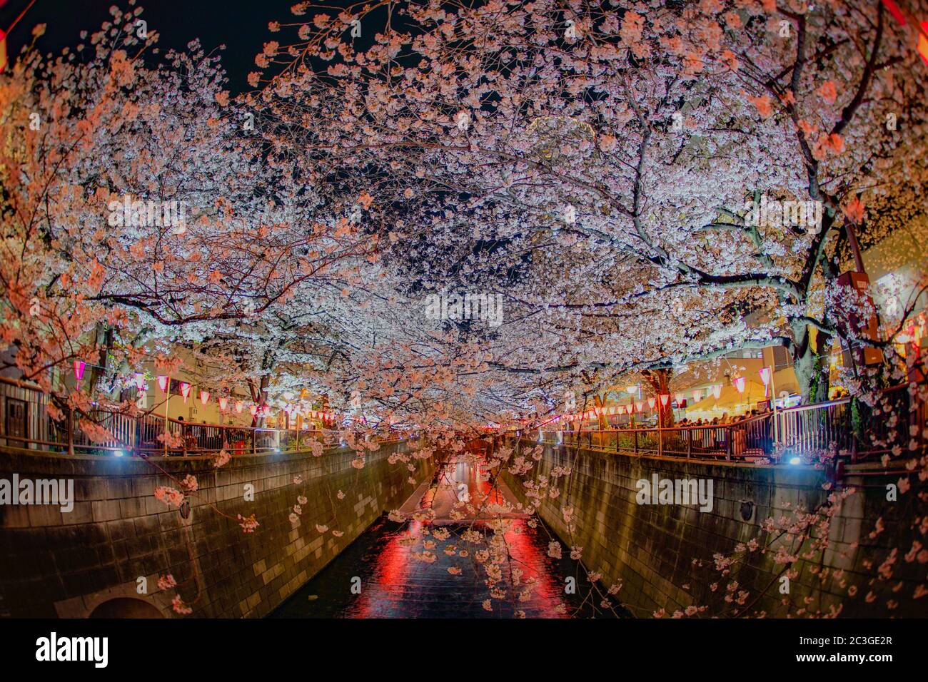 Cherry blossoms in full bloom of Meguro River Stock Photo - Alamy