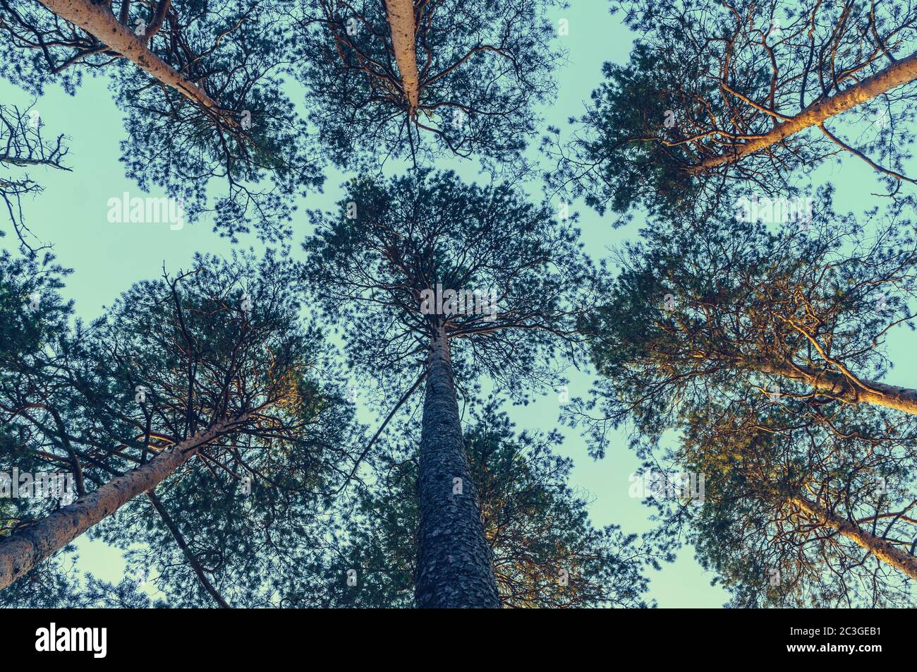 Bottom view of tall pine trees at sunset with clear blue sky Stock Photo