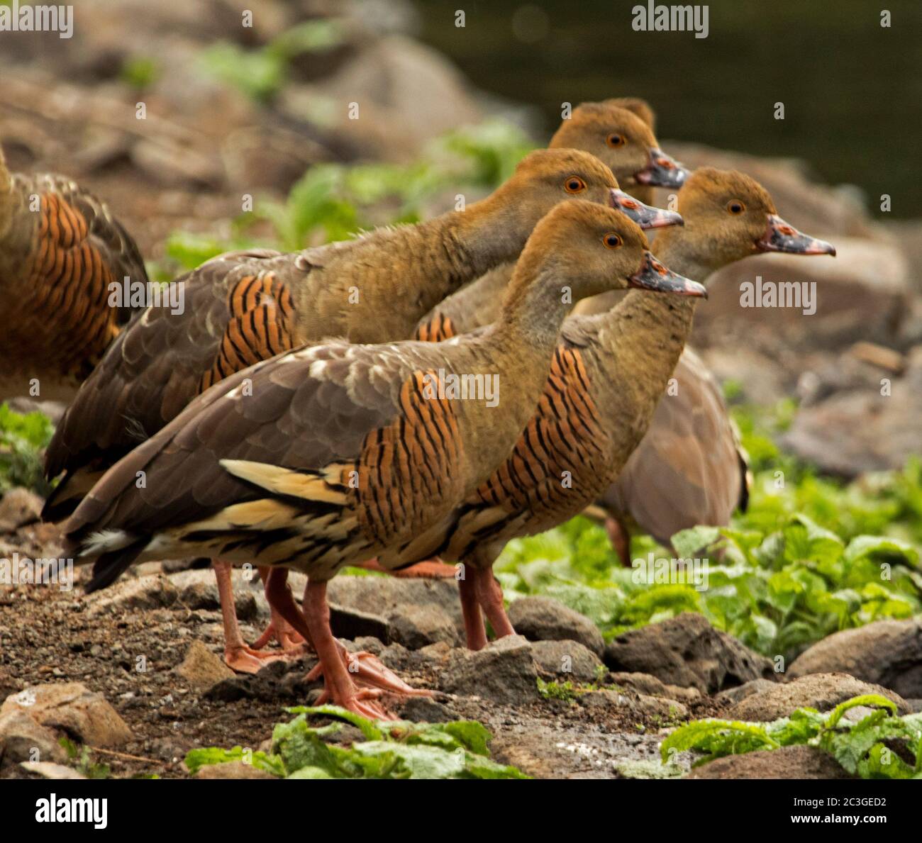 Flock of beautiful brightly coloured plumed whistling ducks, Dendrocygna eytoni, all standing and staring in same direction, in Australia Stock Photo