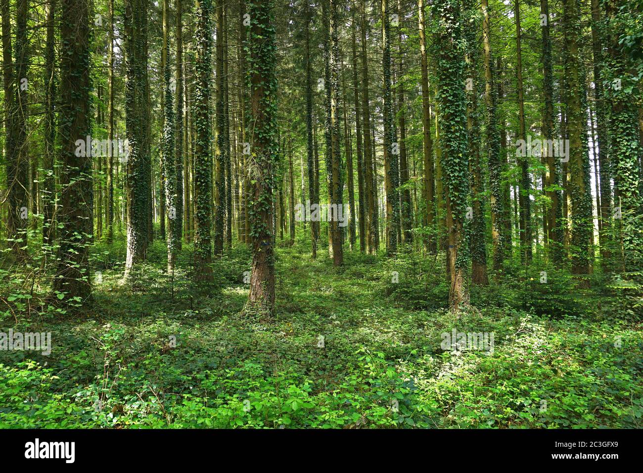 spruce trees overgrown with ivy, in the Black Forest near Glatt near Sulz am Neckar, Germany Stock Photo