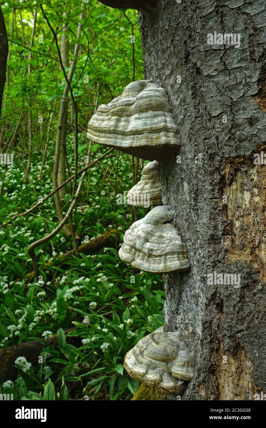horse's hoof fungus; tinder fungus Stock Photo Alamy