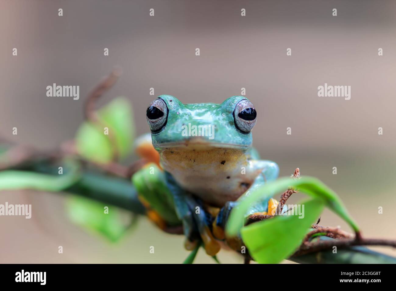 Wallace's flying frogs, frogs, tree frogs on twigs Stock Photo - Alamy