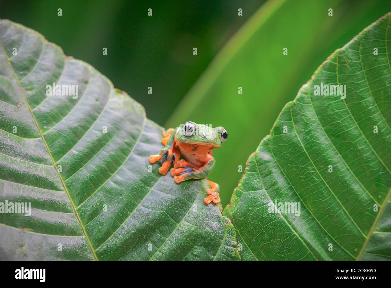 Wallace's flying frogs, frogs, tree frogs on twigs Stock Photo Alamy
