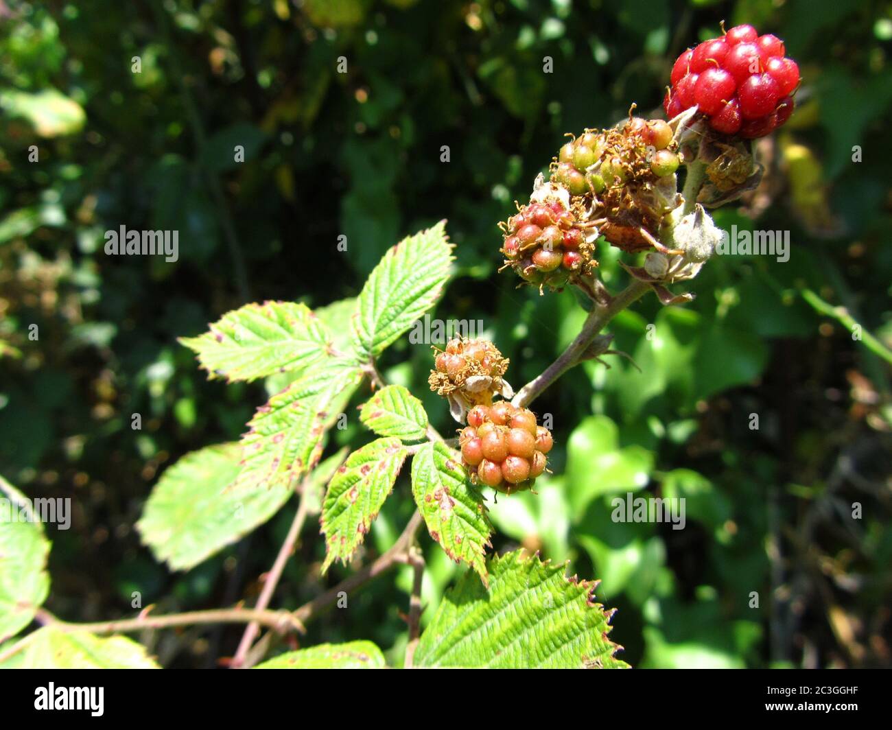 Selective focus shot of ripe berries growing  on the bush Stock Photo