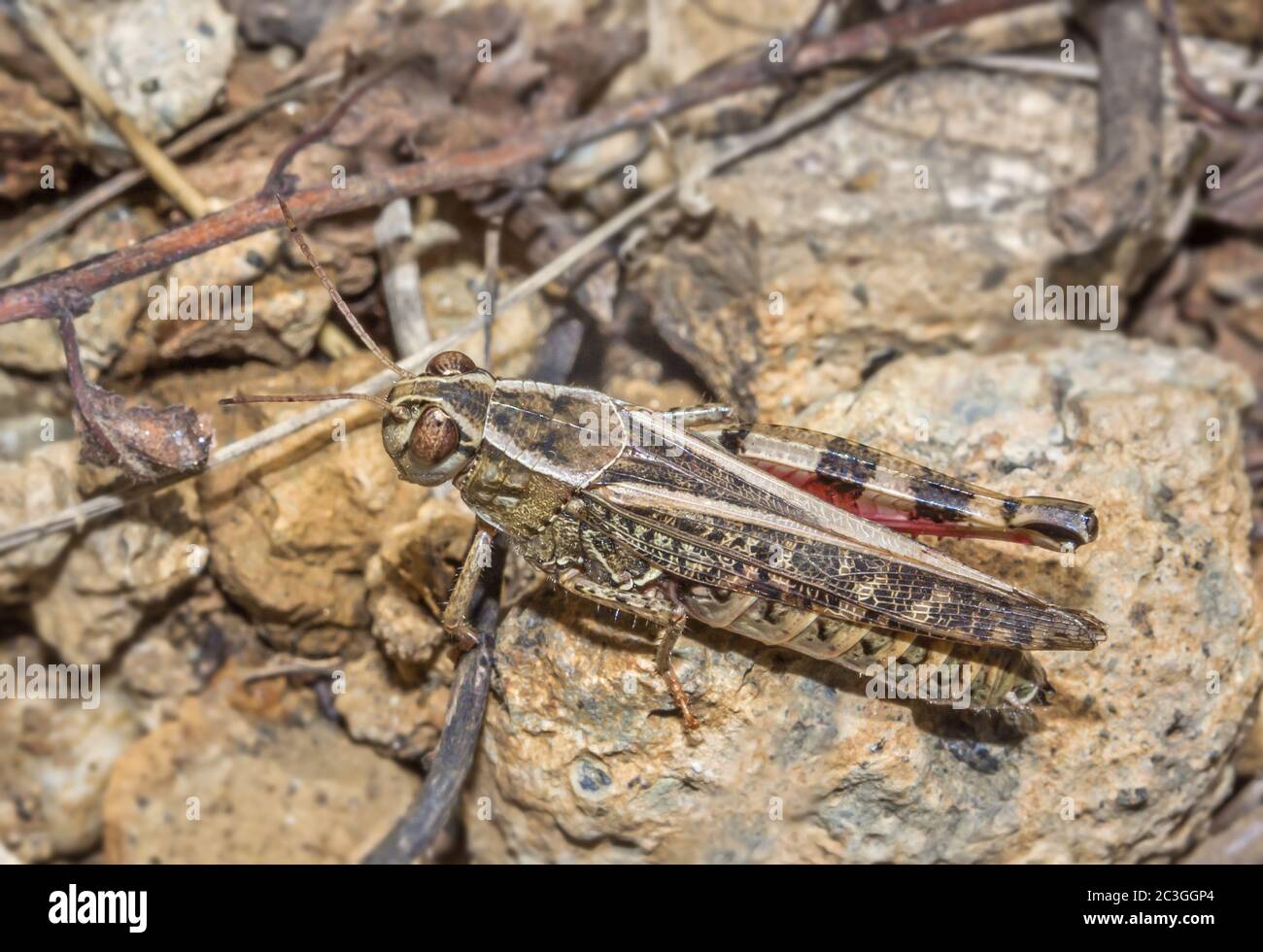 Italian locust 'Calliptamus italicus' Stock Photo