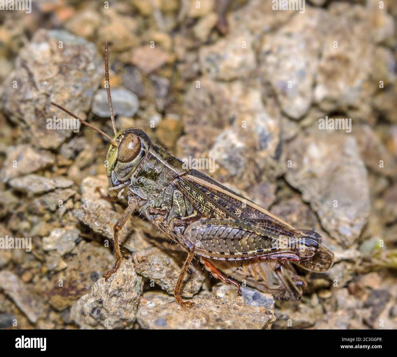 Italian locust 'Calliptamus italicus' Stock Photo