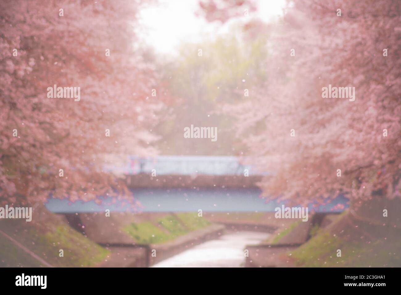Sakura Fubuki Hi Res Stock Photography And Images Alamy