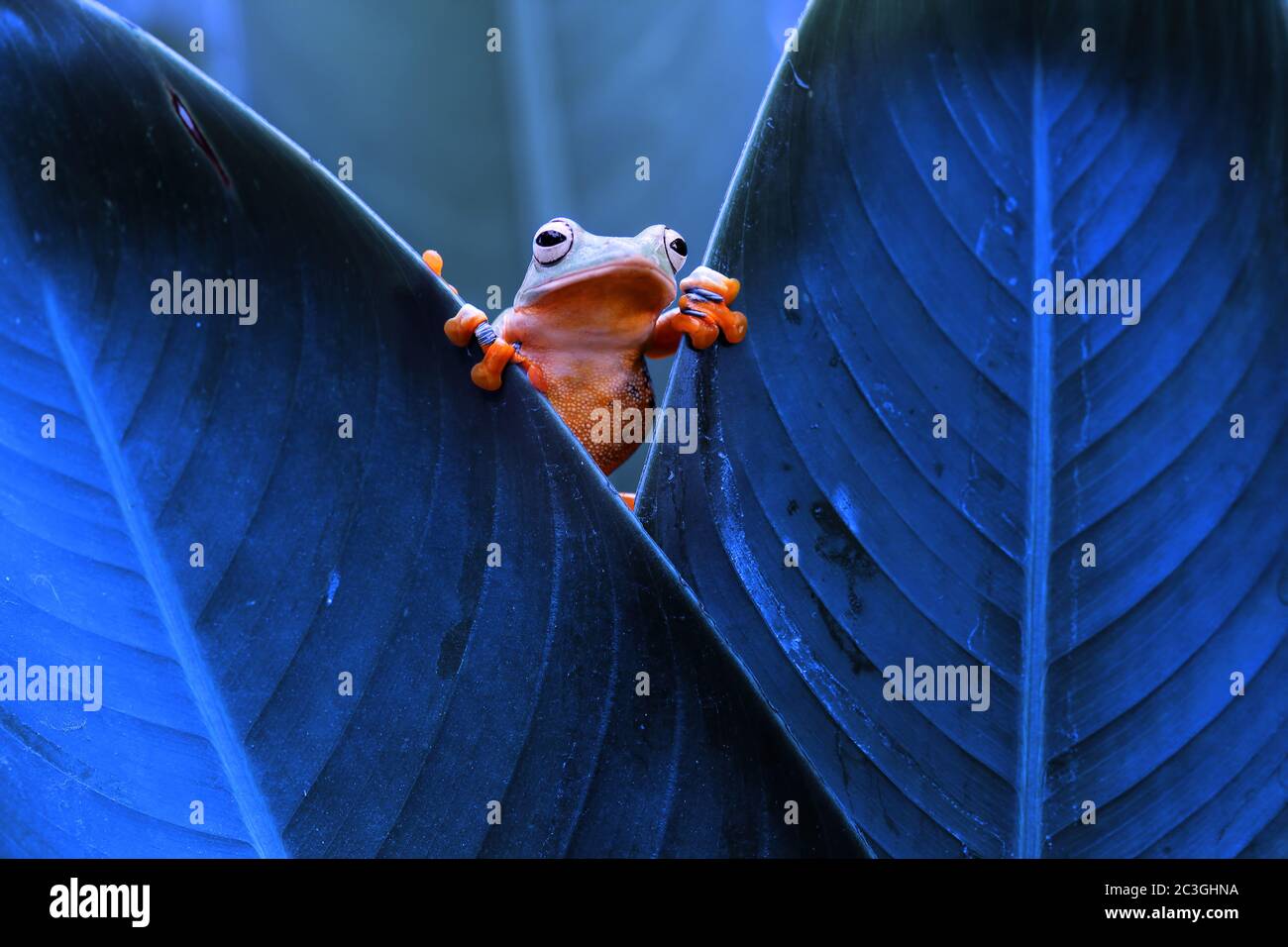 Wallace's flying frogs, frogs, tree frogs on twigs Stock Photo Alamy