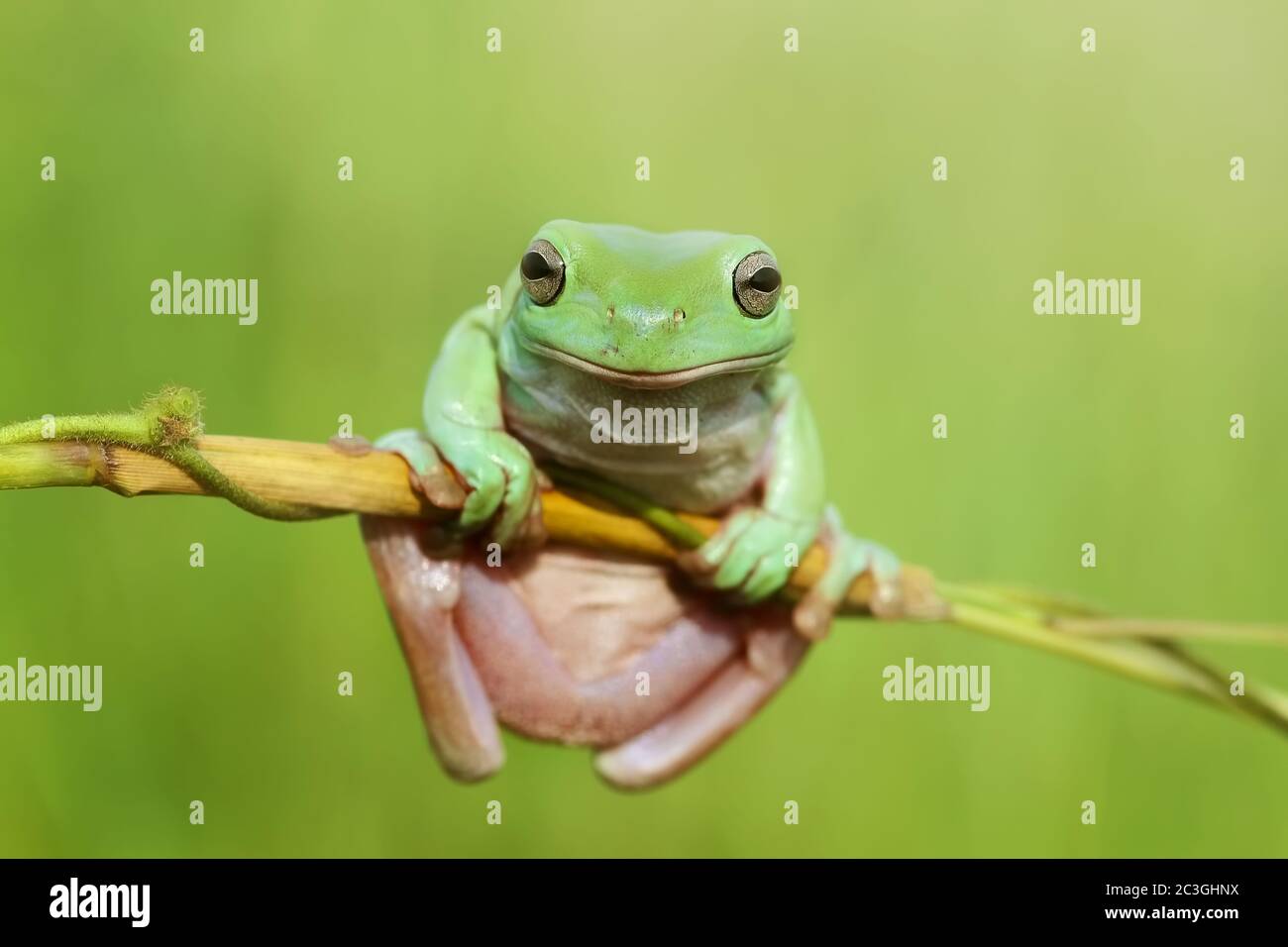 frogs, tree frogs, dumpy frogs in tree branches Stock Photo