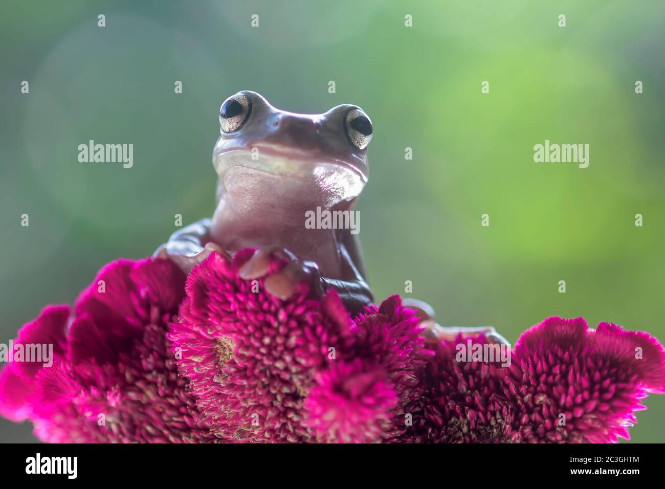 frogs, tree frogs, dumpy frogs in tree branches or flowers Stock Photo